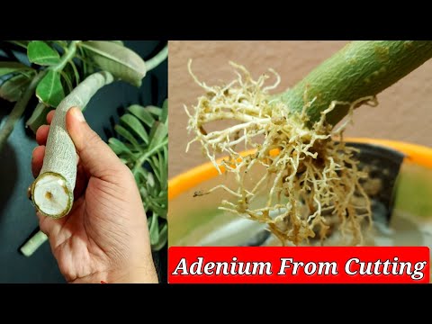 , title : 'Simple Way To Grow Adenium From Cuttings || Desert Rose From Cuttings || Adenium Propagation'