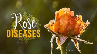 Rose Diseases