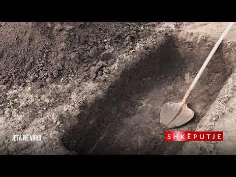 "Jeta në varr"  - Dr. Shefqet Krasniqi