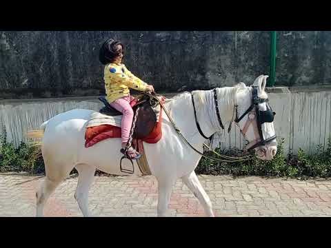 Dipakshi Riding Horse
