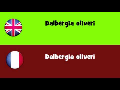 FROM ENGLISH TO FRENCH = Dalbergia oliveri