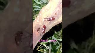 ノコギリクワガタ　決闘