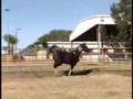 Arabian Horses!! All the pretty little ponies 