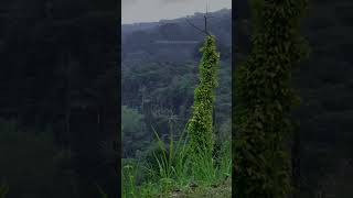 Download lagu Suara Tonggeret hutan #nature #relaxing #suaraalam #cicadas #chill mp3