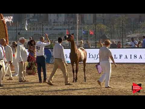 N.102 BV SAMJAD - Menton 2019