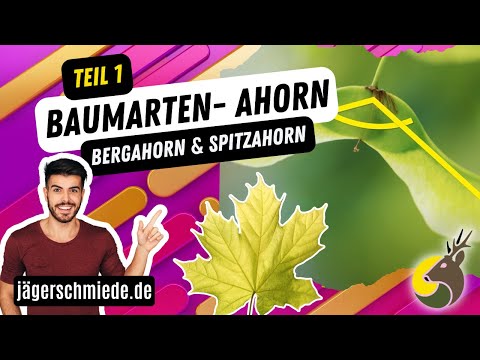 Identifying tree species - Maple (Part 1) - Sycamore & Norway maple