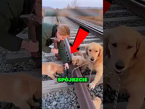 Przywiązana do torów… 🚆🐕 Sekundy dzieliły ją od tragedii 😱