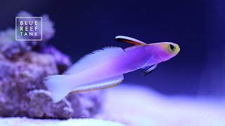 Ep. 10 MY MOST EXPENSIVE SALTWATER FISH - Helfrichi Firefish | Blue Reef Tank