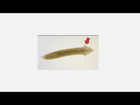Chapter 28 Invertebrates worms narrated
