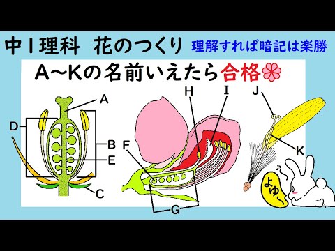 一年生のヒメバネ 植物