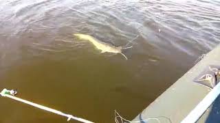 Клев в нижнекамске и нижнекамском районе