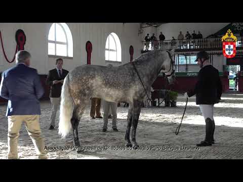 211023 1 Ladino de Sena - Aprovação de Garanhões