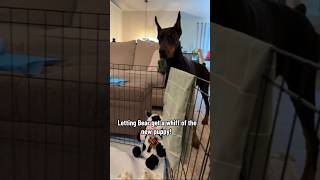 The anticipation is real!! #shorts #reels #explore