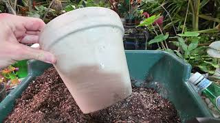 Potting Plants || Amaryllis Bulbs || Menards || Garden Cleanup