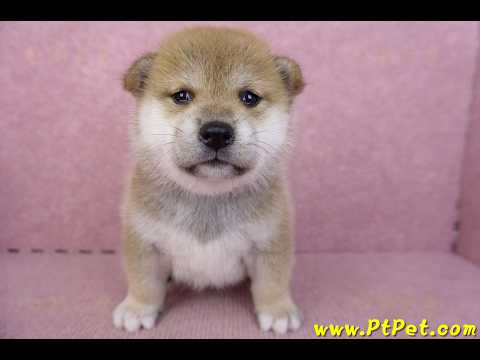09/10赤色柴犬母幼犬