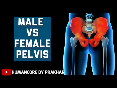 Adult Female Pelvis Model