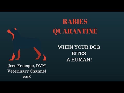 Rabies Quarantine : When Your Dog Bites A Human