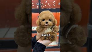 🐶犬が“愛してる”を伝える８つの仕草