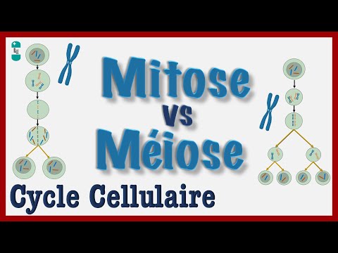 Mitosis vs. Meiosis - A simple explanation of the cell cycle, cell division, and chromosomes.
