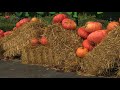 Walibi houdt coronaproof Halloween Fright Nights