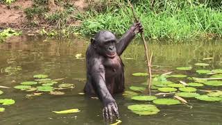 Bonobo gameplay video by saegertam, 1:02 duration