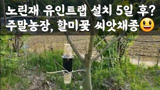 노린재 유인트랩 설치 5일 후? 주말농장, 할미꽃 씨앗 채종?