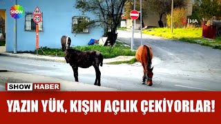 Esnaf ve mahallelinin at isyanı!