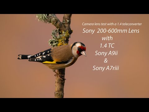 Sony 1.4 TC test with Sony 200-600mm using A9ii and A7riii + tip
