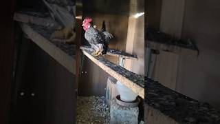 garnize suro carijó