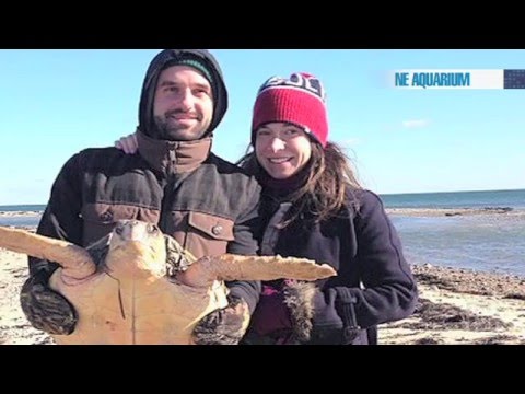 Newfie Saves Stranded Sea Turtle