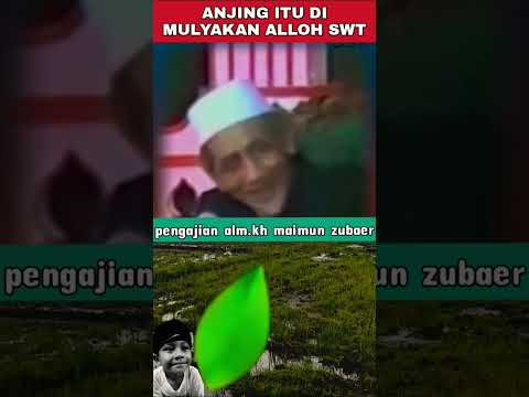 ANJING ITU JUGA MULYA-KH MAIMUN ZUBAER#pengajianterbaru#khmaimunzubair#kemulyaananjing#hewanlucu