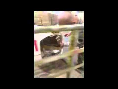 Saving A Soldier's Dog   Please Share   YouTube