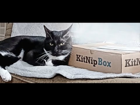 Kit nip unboxing video. #kitnipbox #unboxingvideo #cattoys