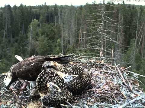 vlc record 2013 07 25 17h36m55s kalakotkas2 DH KaidoPoopsAndWingersizesAndPecks DK Kaari