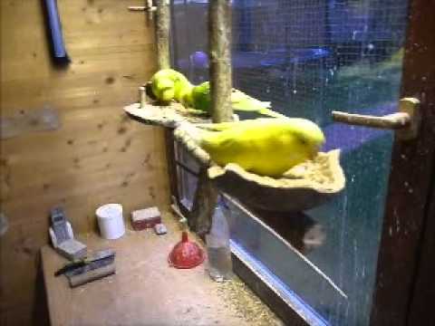 2014 09 09 Coco und Igor beim käbbeln