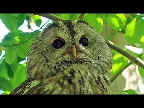 Tawny Owl Calls | Female Calling in Daylight | Nighttime Twit-Twoo Duet | Owl Sounds