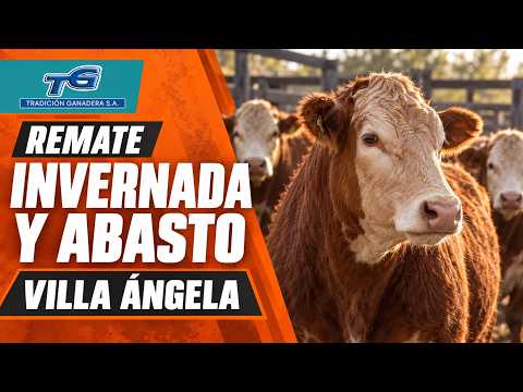 🔴 EN VIVO | REMATE DE INVERNADA Y ABASTO – VILLA ÁNGELA | TRADICIÓN GANADERA