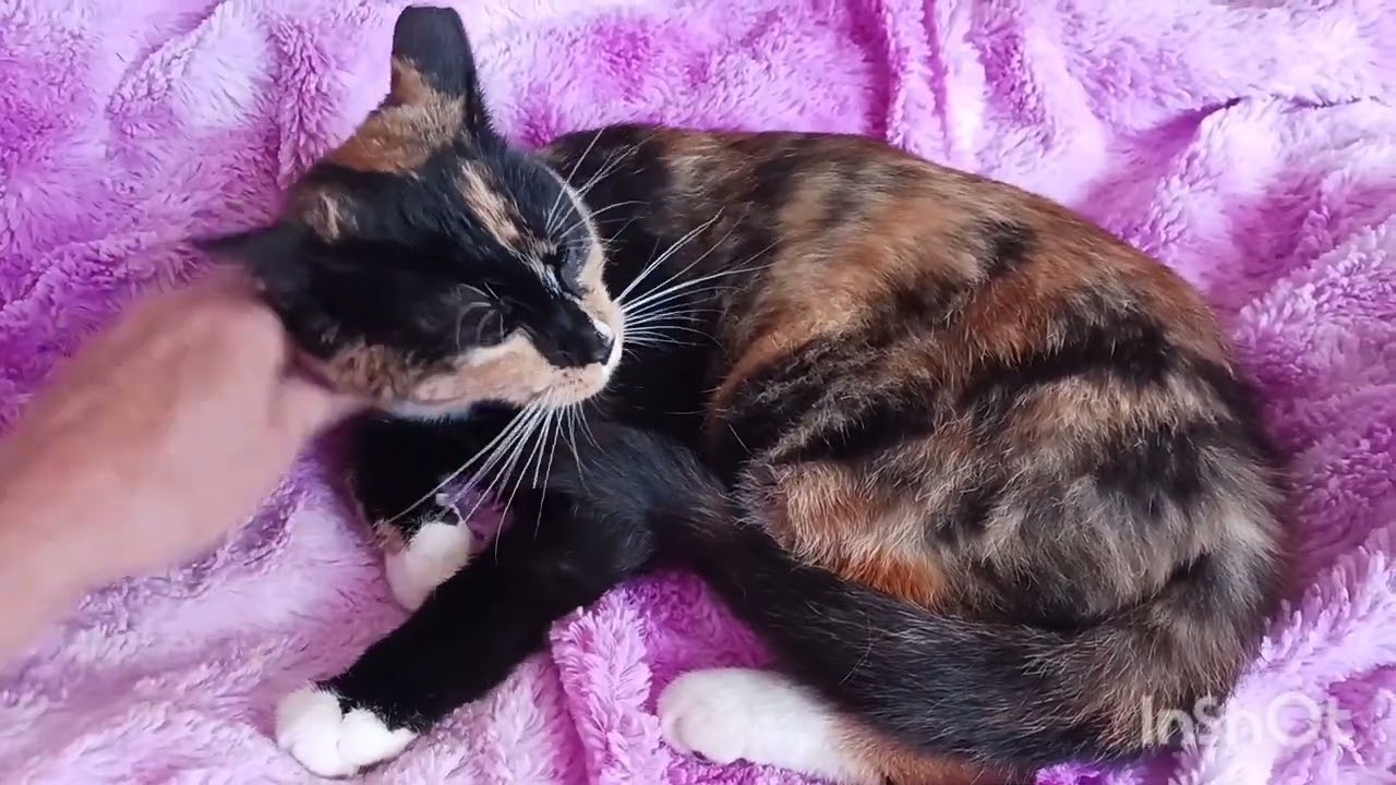 Enlarge Sophie Jane Amberleigh, a ADOPTABLE Calico in Mesa, AZ video 4/4
