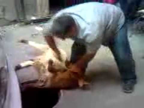 شاهد الفيديو