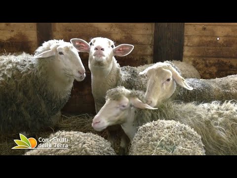 Episode of February 14, 2021 – Part 1 – In Fontanelice, at the sheepfold and at the dairy