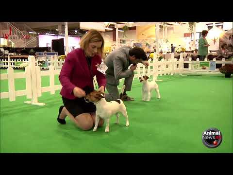 International Busto Arsizio 2017 - Saturday - Jack Russell, Yorkie and other breeds