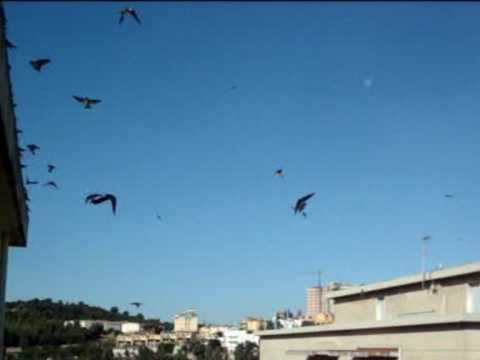 Vi Saluto Amici Mods (1966)