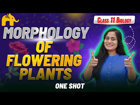 Morphology of Flowering Plants Class 11 Biology | NCERT Chapter 5 CBSE NEET | One shot Full Chapter