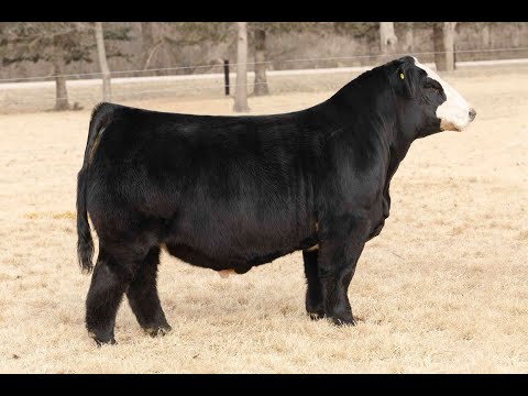 Listing WEIS Fully Funded-video