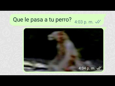 Que le Pasa a tu Perro (bromas de WhatsApp) 😹👌