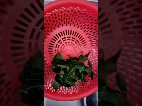 How to make drink tea ☕ from Sabah Snake grass 🌿🍃