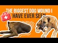 The Biggest Dog Wound I Have Ever Seen