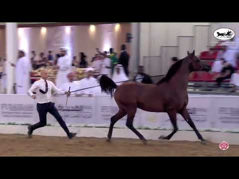 N.328 BAHY AL HAWAJER - Fujairah AH Championship 2022 - Stallions 4+ Years Old (Class 8C)