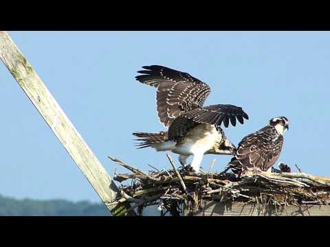 Juvenile Osprey Chicks Pre Flight