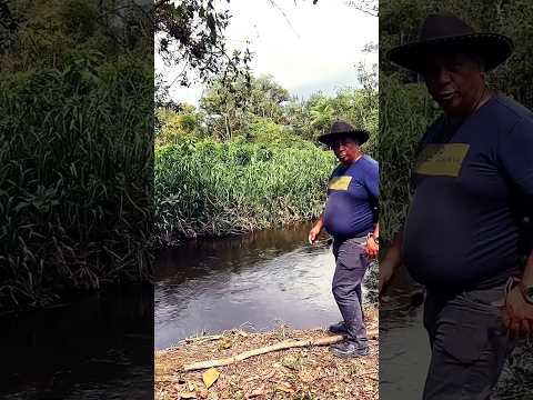 🌊Sítio 3 Alqueires Plano com Rio, APENAS R$: 200 MIL em Sete Barras, SP - Vale do Ribeira 🌿